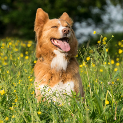 Welche Vorteile hat die BARF-Methode im Vergleich zu herkömmlichem Hundefutter?