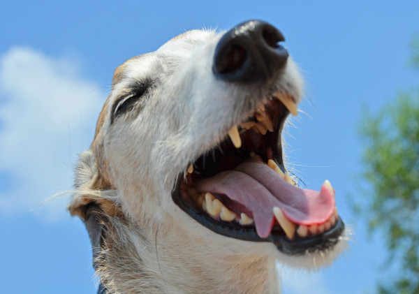 Hundefutter aus Resten: Kreative Ideen
