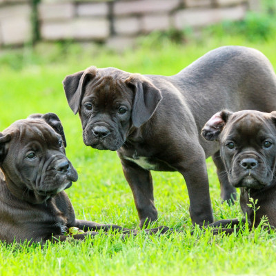 Welpenfutter: Selbstgemacht vs. fertiges Welpenfutter